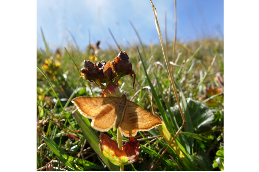 Aplocera lythoxylata?